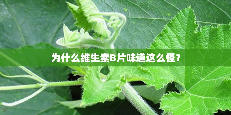为什么维生素B片味道这么怪？