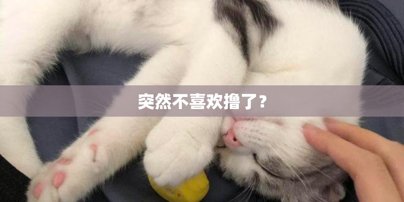 系列是什么意思-